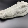 Alligator Head Concrete Statue - Raw Cement